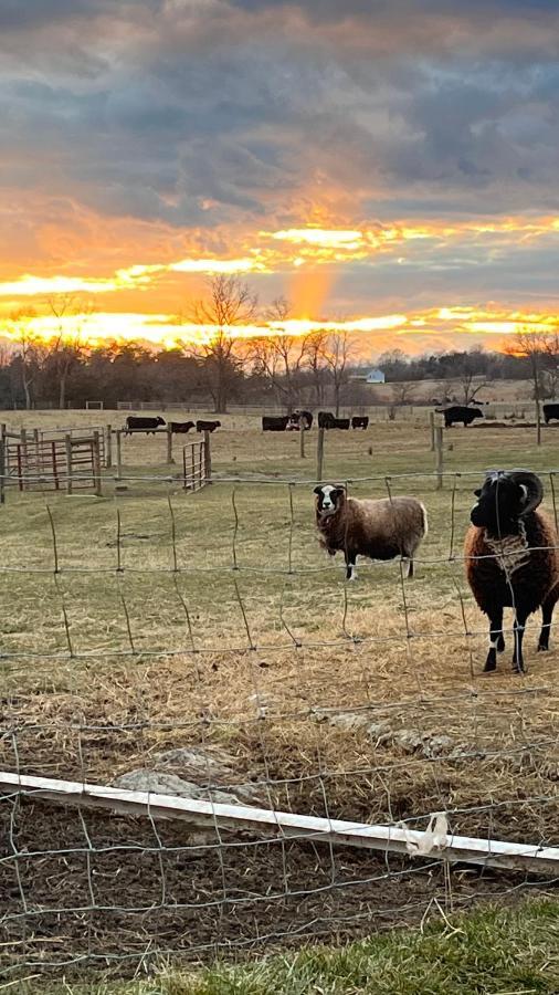 Shenandoah Valley Glamping - Amazing Views - Farm Edinburg Exterior photo